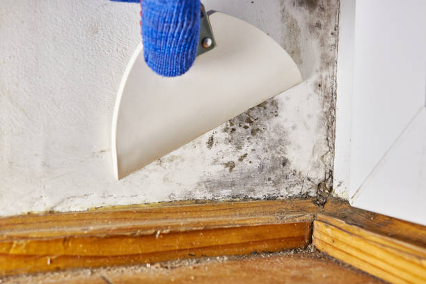 Best Mold Documentation for Insurance Claims  in Jeffersonville, OH