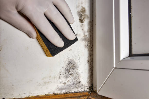 Best Mold-Related Health Consultation  in Jeffersonville, OH