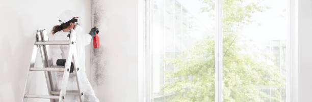 Best Biohazard Mold Removal  in Jeffersonville, OH